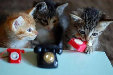 Котята картинки