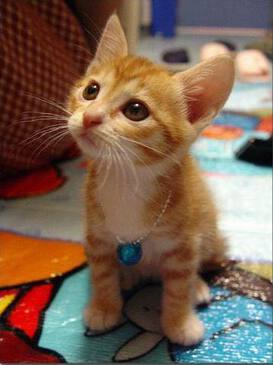 Рыжие котята