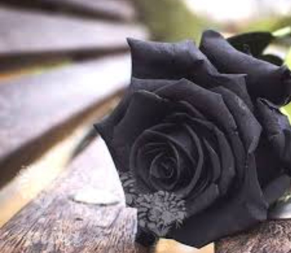 Чёрные розы мужчине