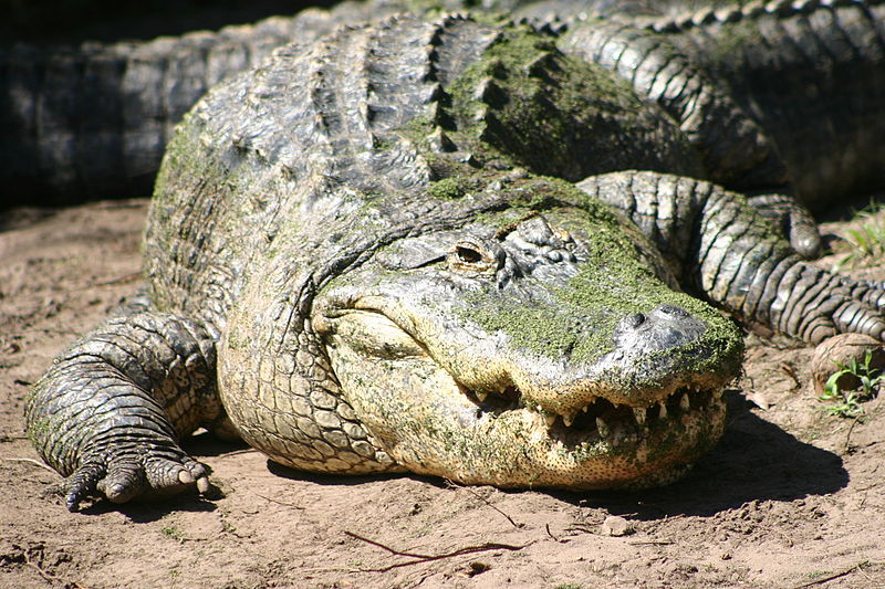 Крокодил со змеей