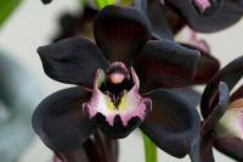 Чёрная орхидея