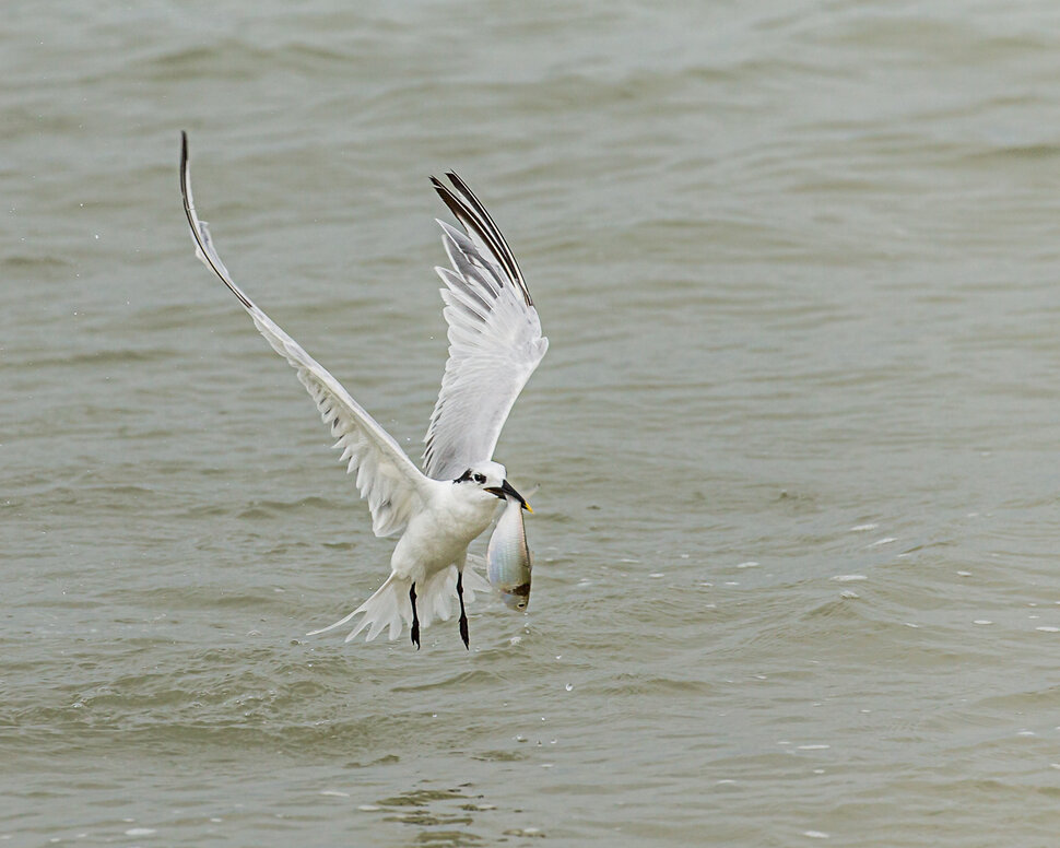 Птицы ловят рыбу в озере