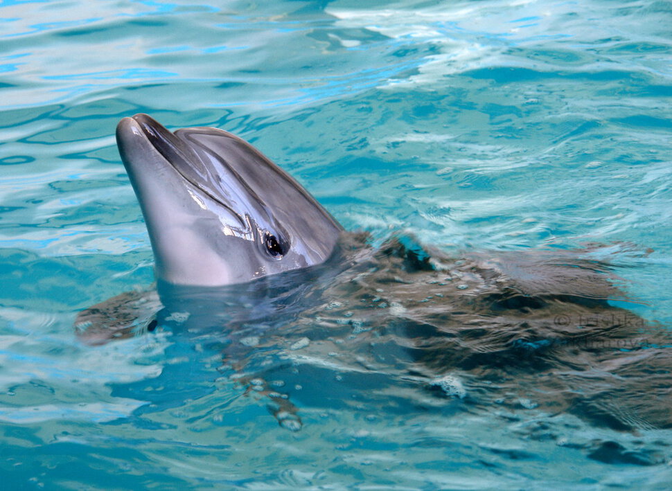 Забота о дельфине