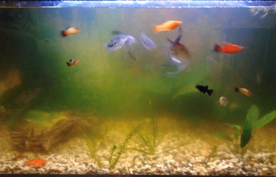Грязный аквариум с грязными рыбами