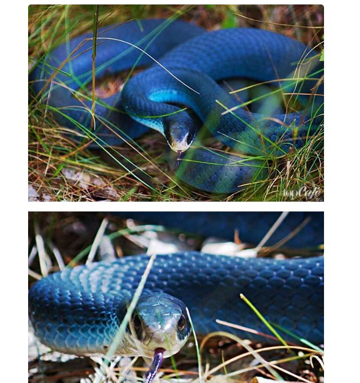 Приснилась синяя змея