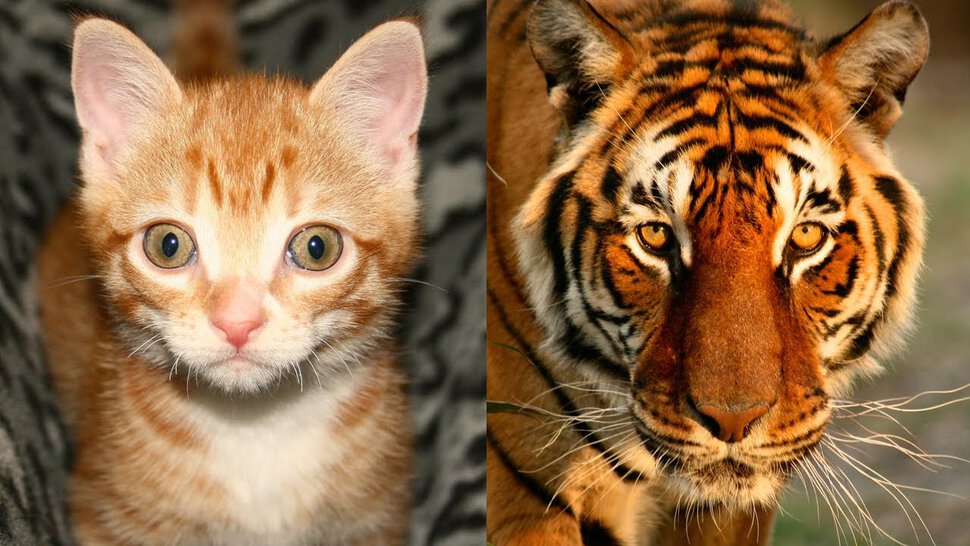 Котёнок и щенок, котёнка прикусывает тигр