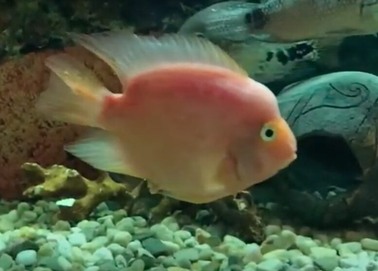 Рыба мечет икру в аквариуме