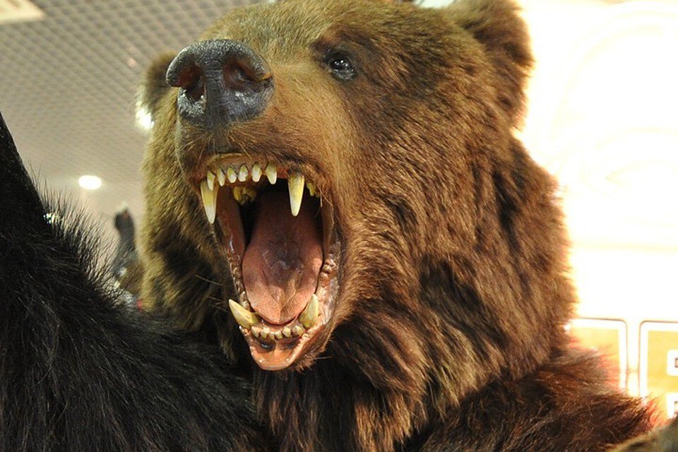 Медведица нападаёт на нас с сыном. Защищает медвежат