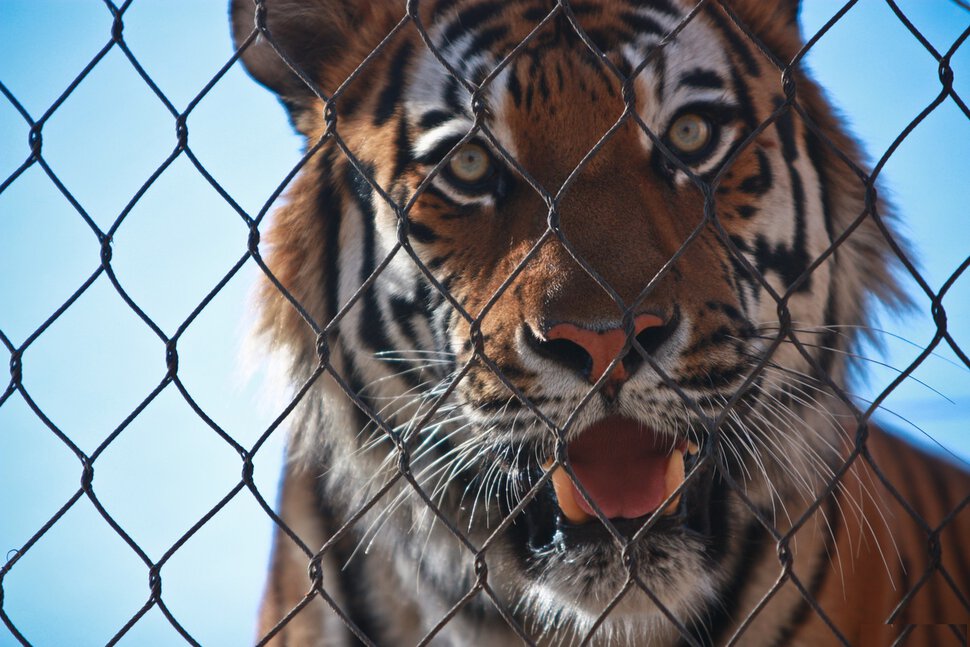 Снятся тигры в клетке
