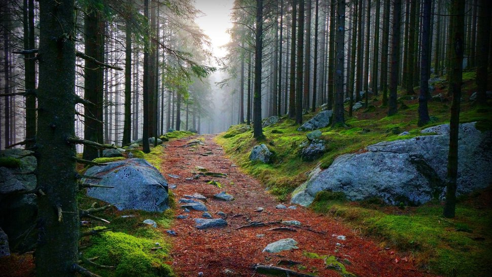 Каменная дорога в лесу