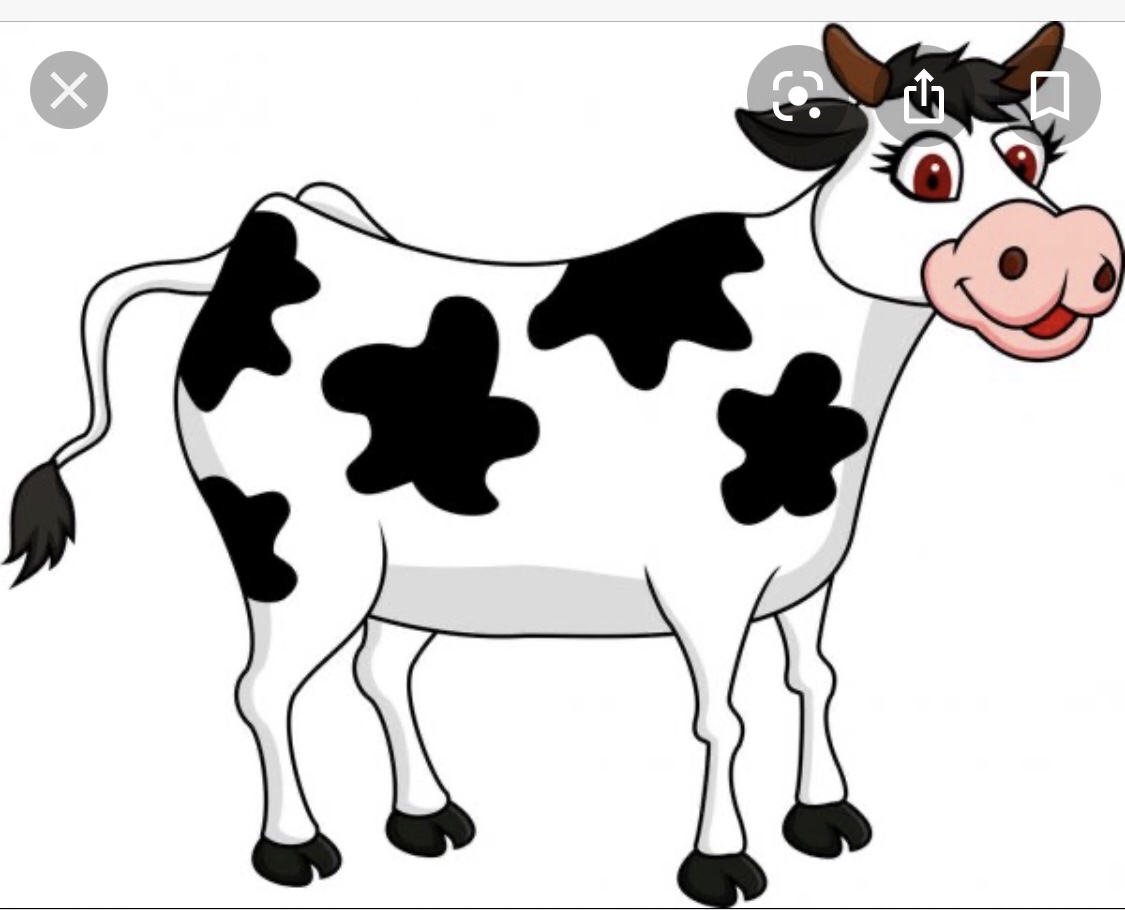 Корова без пятнышек на белом фоне