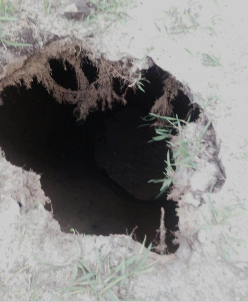 Чёрный котенок падает в дыру в земле