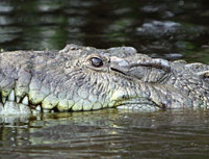 Крокодил из под воды и черный кошачий с шестью лапами