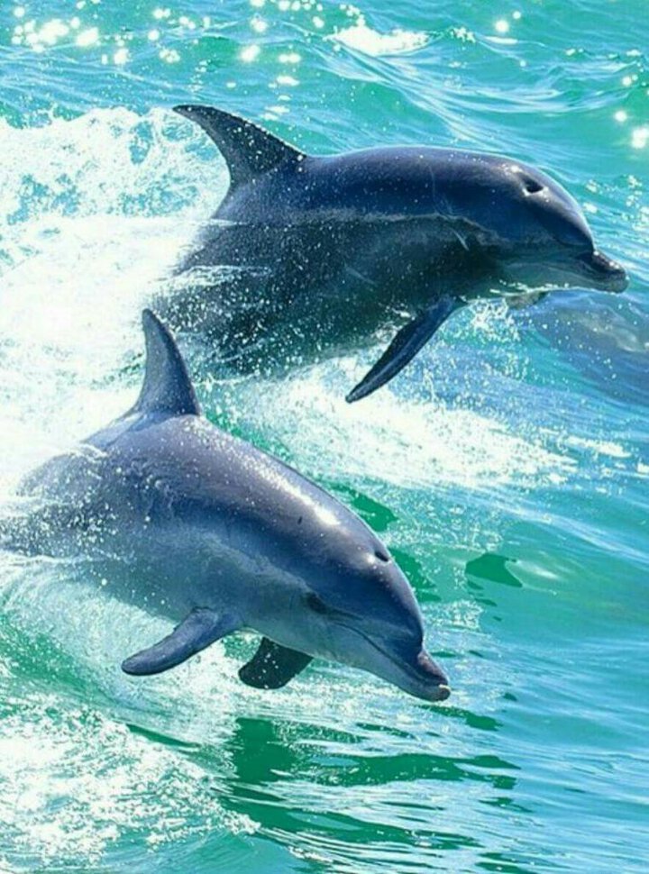 Спасение дельфинов