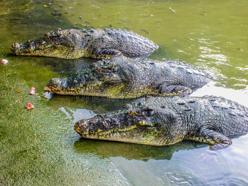 3 крокодила