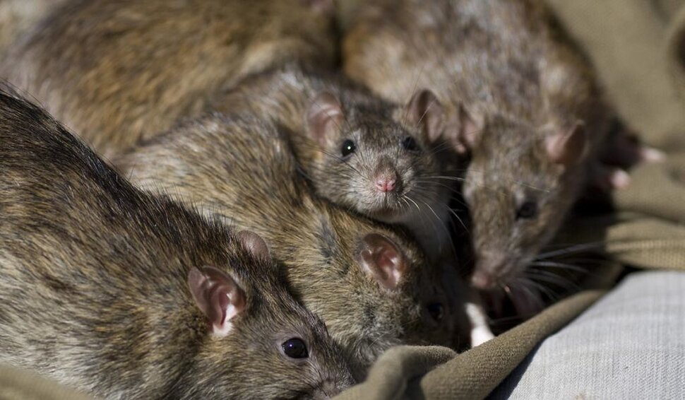 Крысы в постели