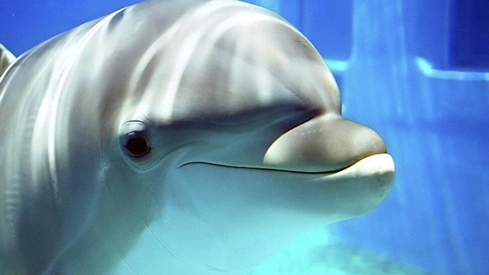 Злой дельфин