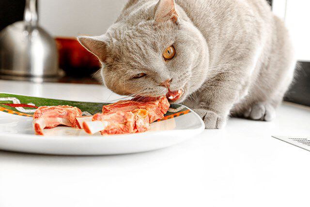 Котята едят человеческое мясо