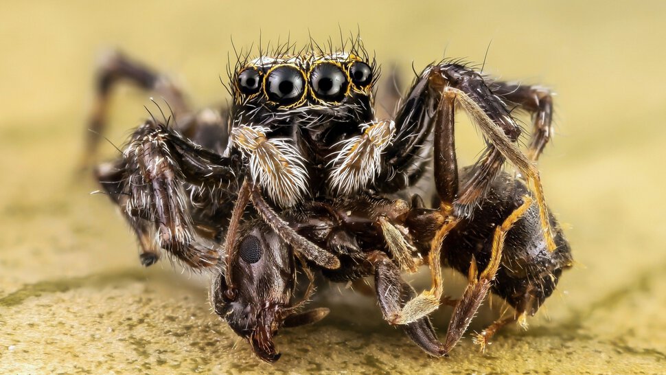 Большой мохнатый паук