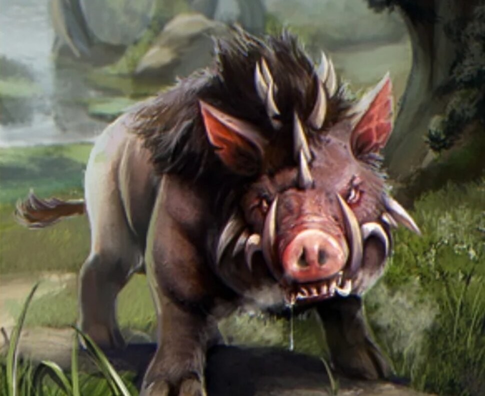 Нападение свиньи кабана