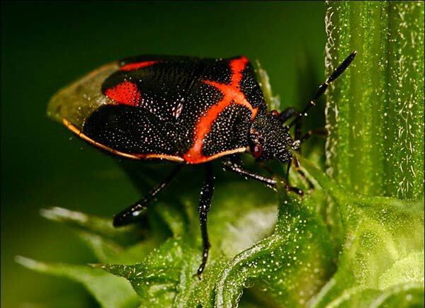 Жук вонючка. Природа. Фотографии жук вонючка - Дом Солнца