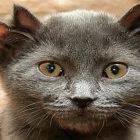 Ушастый кот Ушастый кот