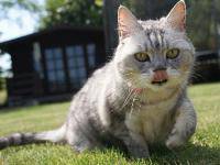 Самая громкая кошка Самая громкая кошка