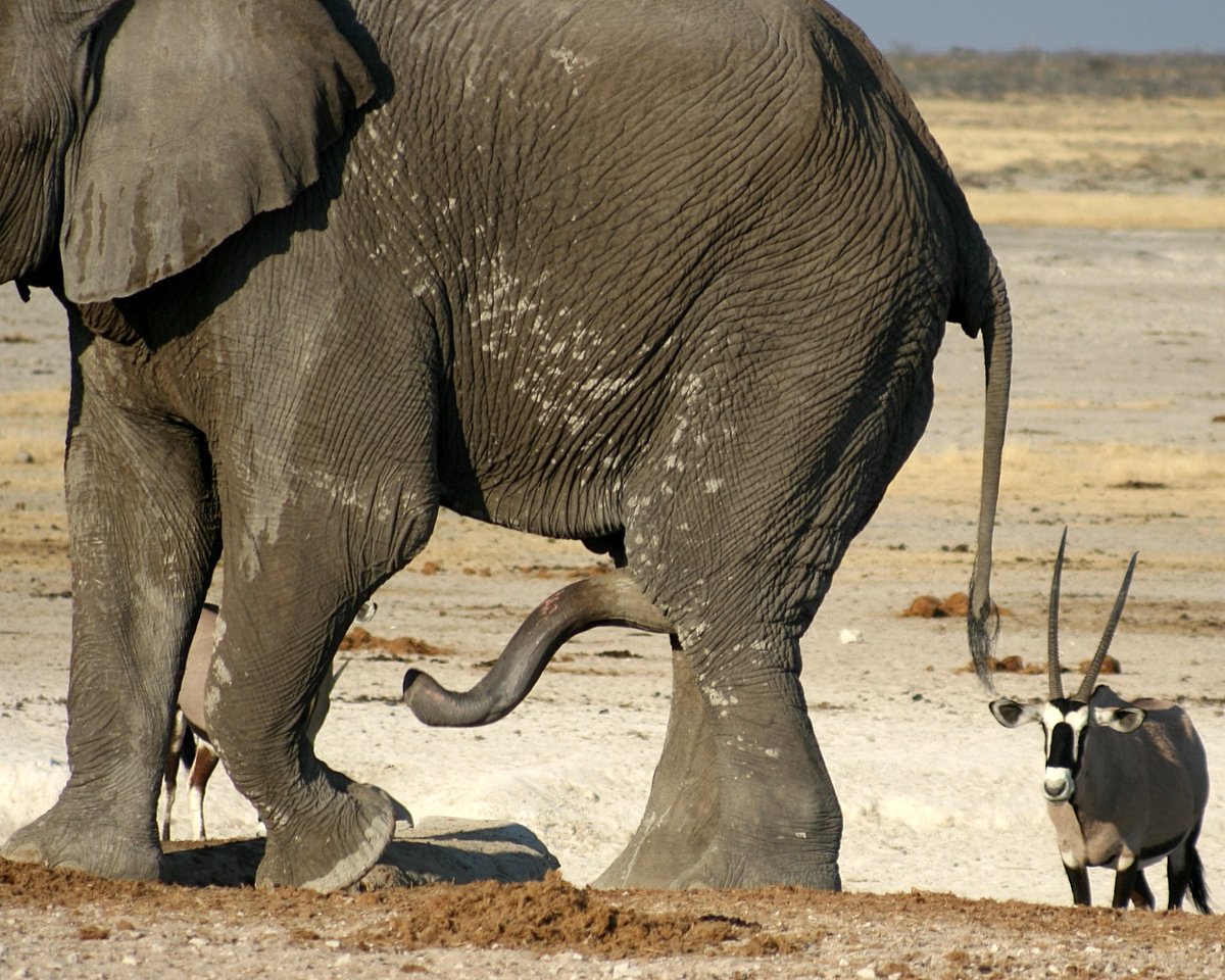 трогает член у слона (119) фото
