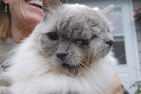 Необычный кот Необычный кот