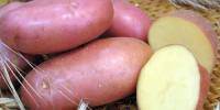 Картофель и его лечебные свойства Картофель и его лечебные свойства