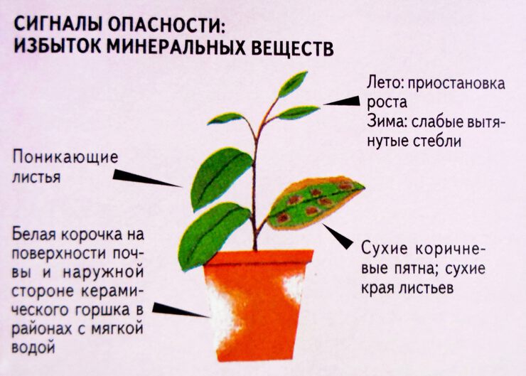 Питание растений Питание растений
