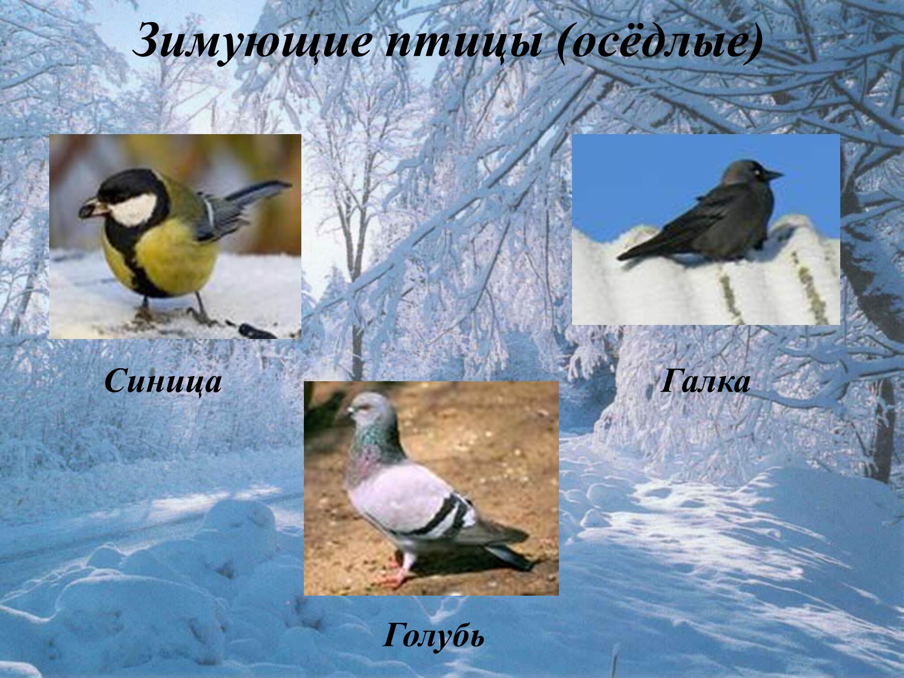 Оседлые птицы Алтайского края