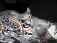 Аллергия на кошачью перхоть Аллергия на кошачью перхоть