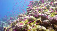 Морскую жизнь ждет глобальное вымирание Морскую жизнь ждет глобальное вымирание