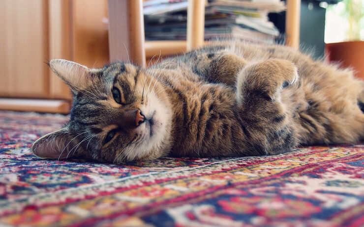 Кошка в доме Кошка в доме