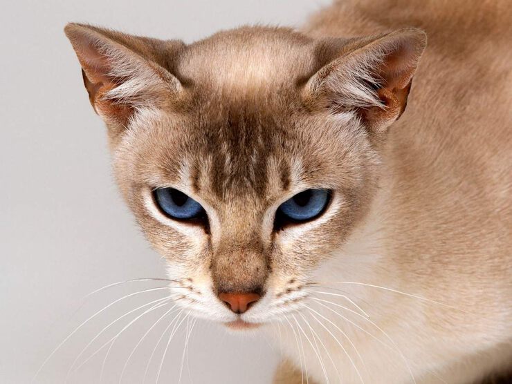 Кошка мутант Кошка мутант