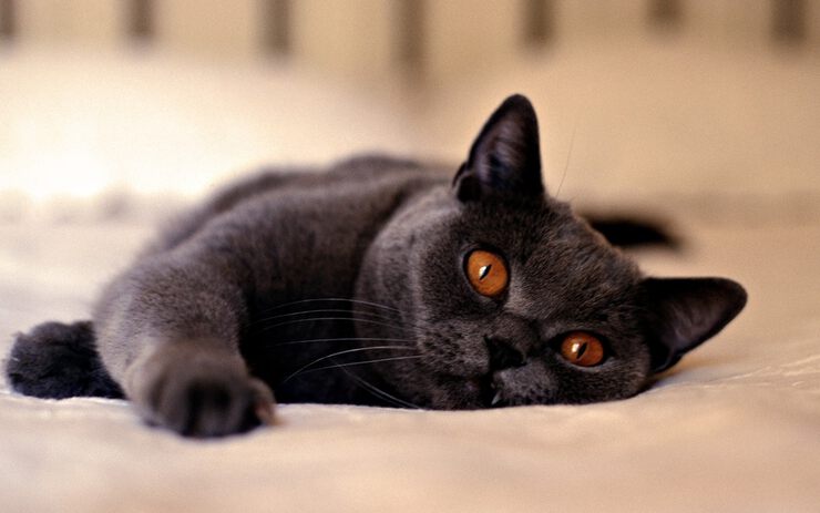 Кошачьи целители Кошачьи целители