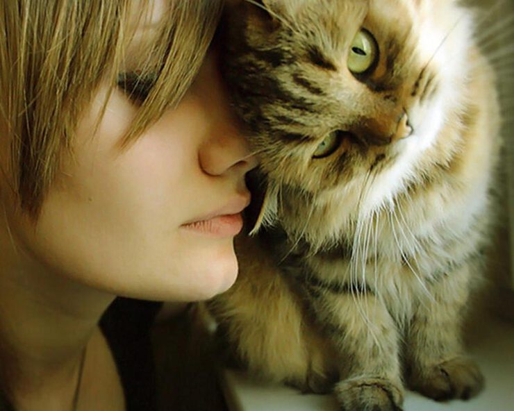 Кошка лекарь Кошка лекарь
