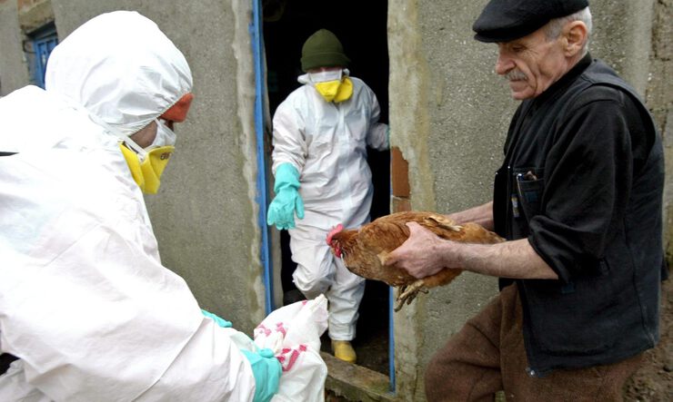 Вакцина против вируса h5n1 Вакцина против вируса h5n1
