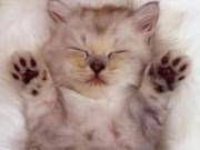 Кошачья магия Кошачья магия