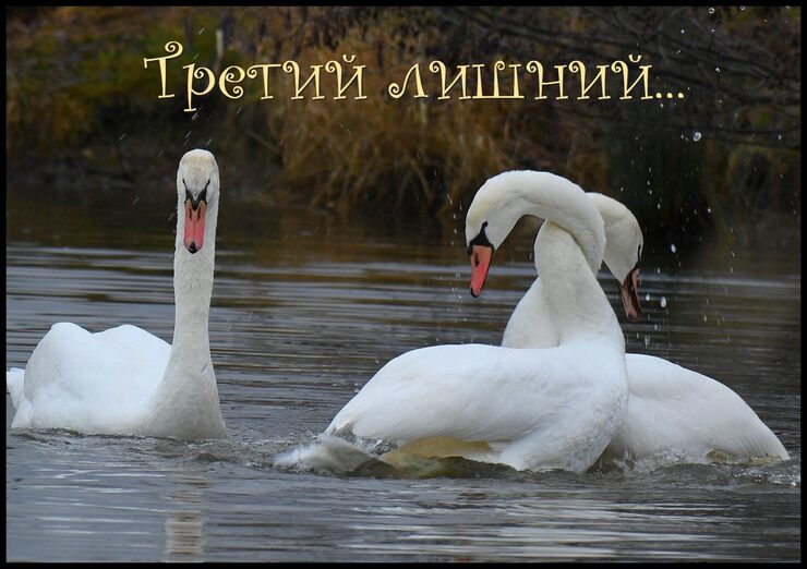 Ты в другого влюблена Ты в другого влюблена