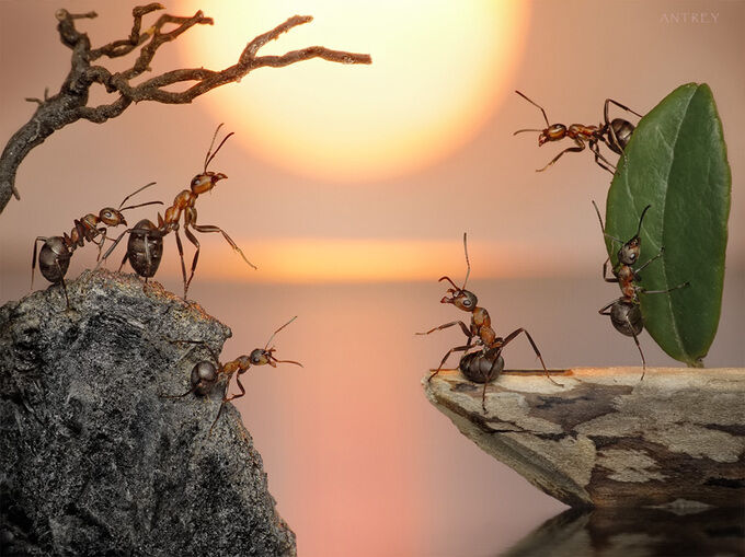 Восстанье мурашей Басня с моралью