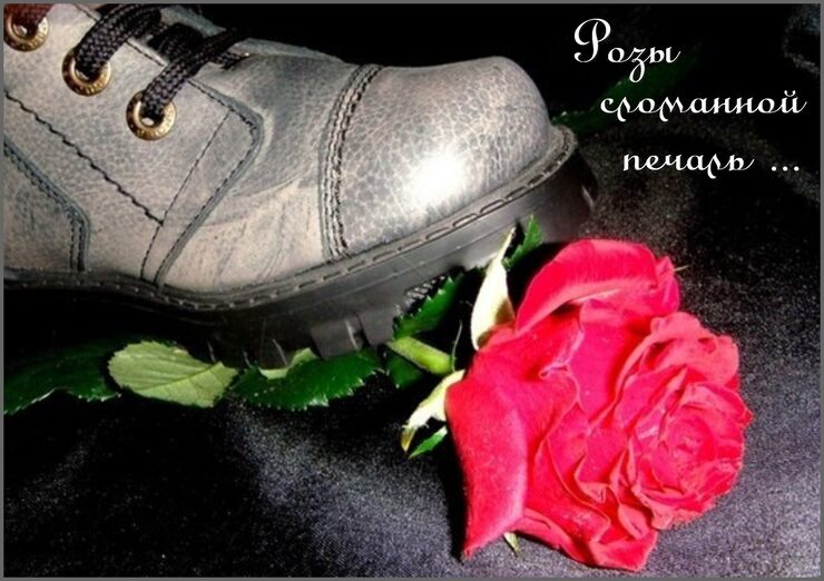 Розы сломанной печаль Розы сломанной печаль