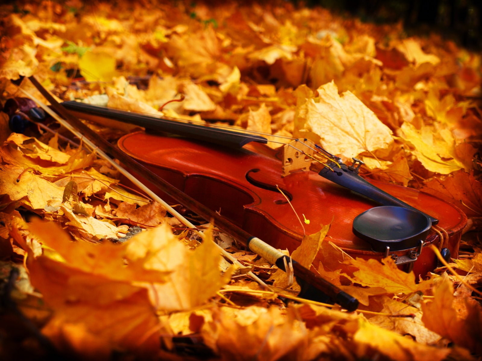 Скрипка в осенних листьях