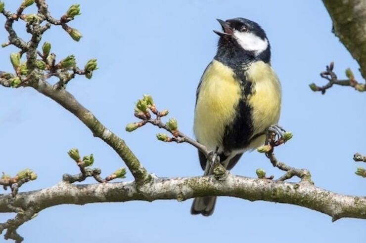 О чём поёшь? О чём поёшь?