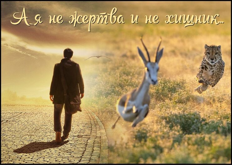А я не жертва и не хищник А я не жертва и не хищник