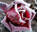 Снежная роза. Красавица и чудовище