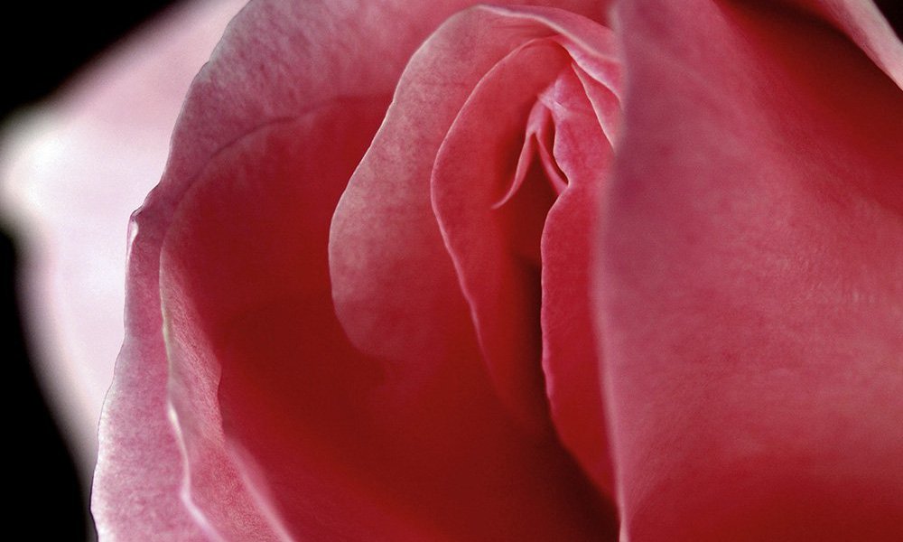 Красный И Розовый – Эротические Сцены