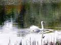 Лебедь на озере в краю Донском