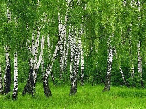 Песня лета Песня лета